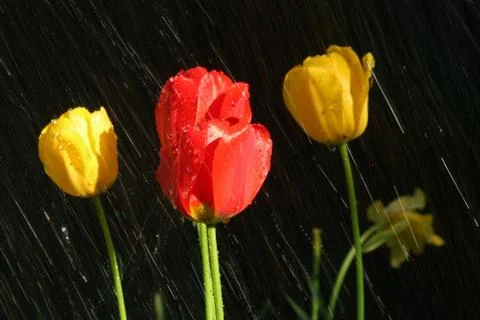 Tulips in the rain Stock-Fotos