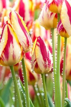 Tulips in the rain Stock Photos