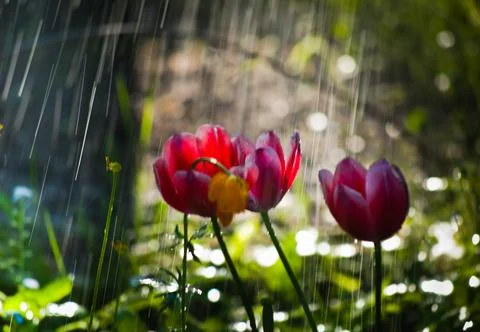 Tulips in the rain Stock Photos