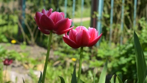Tulips in the rays of sunlight Stock Footage 138501268