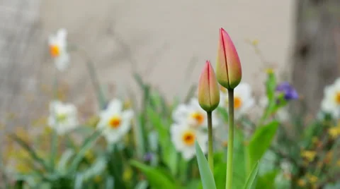 Tulips ready to open, daffodils in background, light breeze Stock Footage 38820113