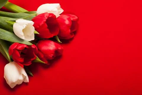 Tulips on a red background Stock Photos