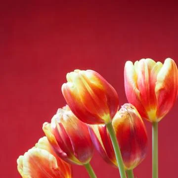 Tulips on red background square image Stock Photos