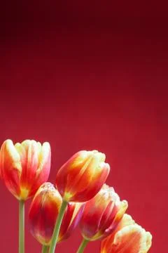 Tulips on red background vertical postcard Stock Photos