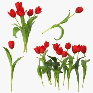 Hãy khám phá bức tranh vẽ hoa tulip tuyệt đẹp này, bạn sẽ nhìn thấy một tác phẩm nghệ thuật tinh tế, màu sắc tươi sáng, tươi vui và rất dễ thương. Mỗi cánh hoa và những chi tiết nhỏ đều được vẽ đầy tâm huyết, khiến bạn cảm thấy như đang khám phá một thế giới hoa lãng mạn.