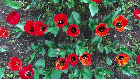 Tulips red Stock Footage