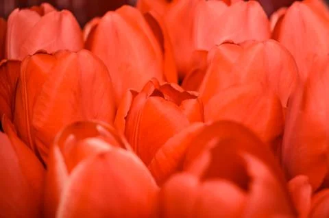 Tulips red, spring background Stock Photos