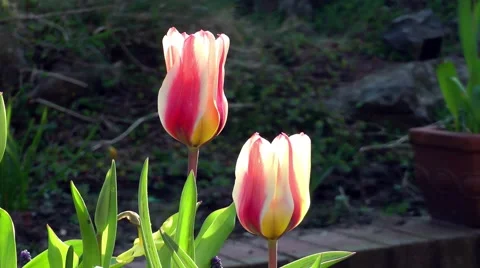 Tulips red white stripe spring sunshine bright Stock Footage 49016504