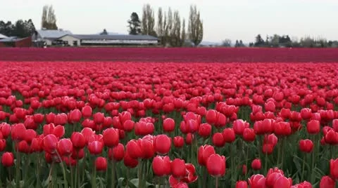 Tulips Red/Pink Stockbeeldmateriaal 10899343