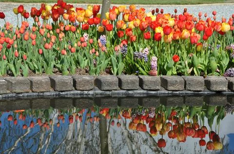 Tulips reflection Foto stock