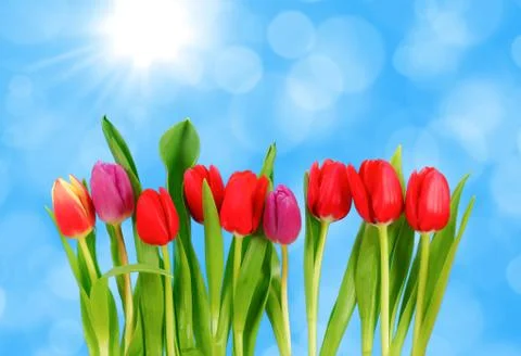 Tulips in row Foto stock