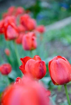 Tulips in a row Stock Photos