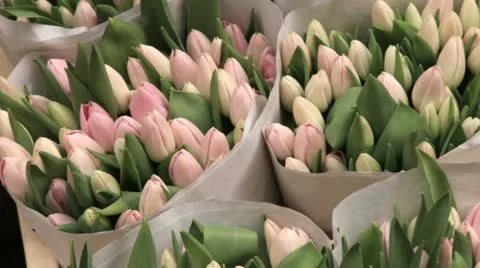 Tulips for sale at amsterdam flower market Stock Footage