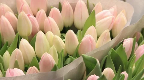 Tulips for sale at amsterdam flower market Stock Footage