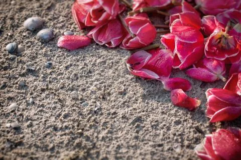 Tulips on the sand with shells suitable as background for greeting card Stock Photos