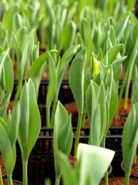 Tulips seedling closeup Stock Photos