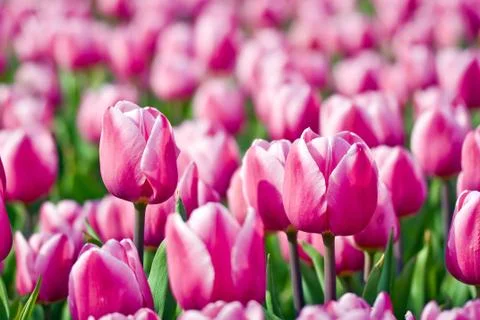 Tulips with selected focus Stock Photos