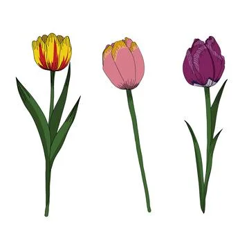 Tulips set vector illustration clip-art isolated on white Stock Illustration