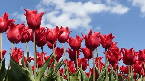 Tulips shot low angle 動画素材 107012598