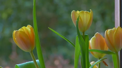 Tulips Sitting On A Windowsill Stock Footage 108181147