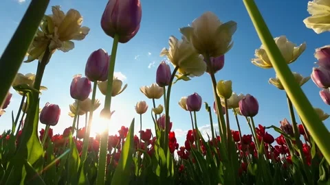 Tulips with the sky and the setting sun in the background. UHD Video Vídeos de archivo 244783497