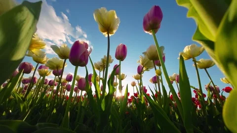 Tulips with the sky and the setting sun in the background. UHD Video Stock Footage 247523996