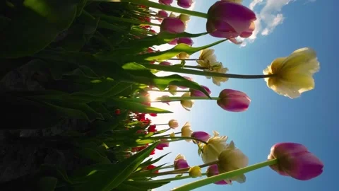 Tulips with the sky and the setting sun in the background. Vertical video Stock Footage 249671548