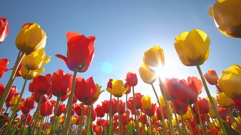 Tulips on sky background. Stock Footage 107122333