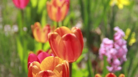 Tulips, small group, camera moves across, colorful Spring flowers Video stock 274747602