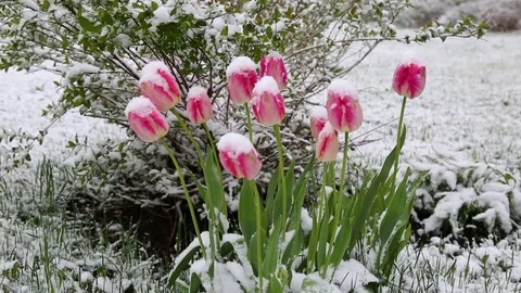 Tulips in the snow Stock Footage 75731378