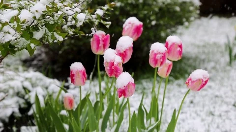 Tulips in the snow Stock Footage 75731667