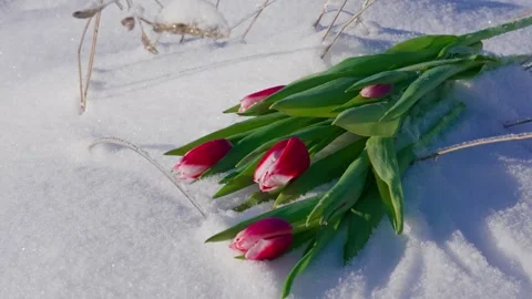 Tulips in Snow 스톡 동영상 332456327