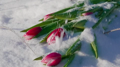 Tulips in Snow Video stock 332456390