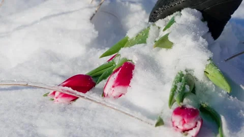 Tulips in Snow Video stock 332456427