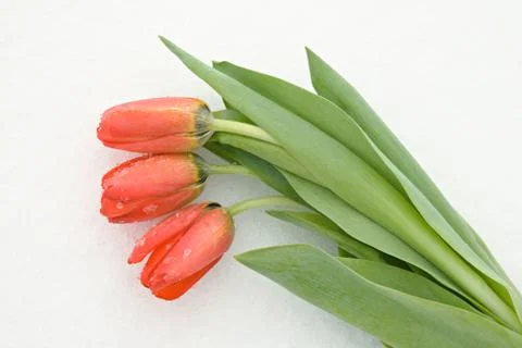 Tulips on snow Stock Photos