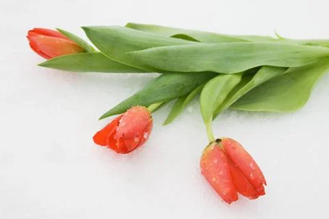 Tulips on snow Stock Photos