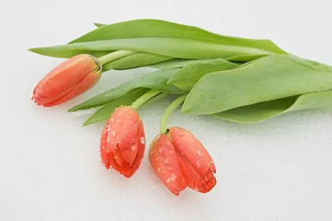 Tulips on snow Stock Photos