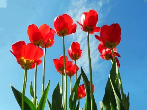 Tulips on snow Stock Photos