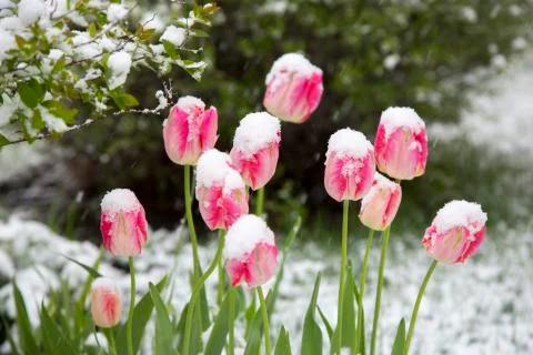 Tulips in the snow Stock Photos