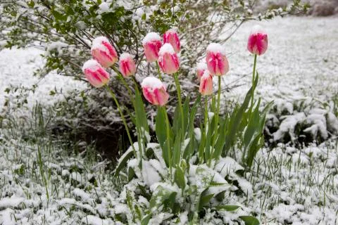 Tulips in the snow Stock Photos