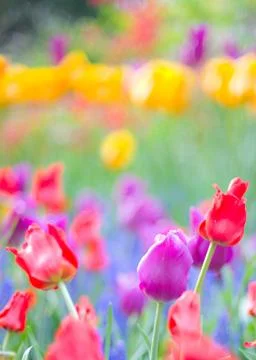 Tulips in soft focus Stock Photos
