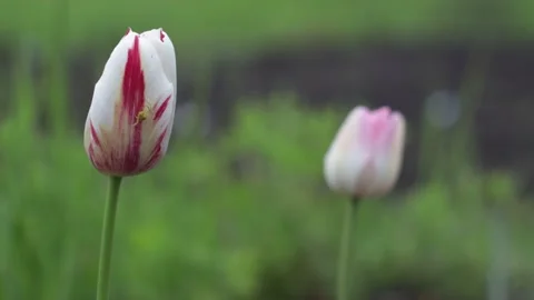 Tulips with a spider swinging in the wind Stock Footage 201490961
