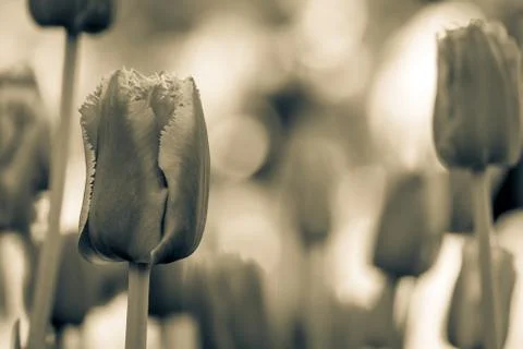 Tulips. Split tone photography 스톡 사진