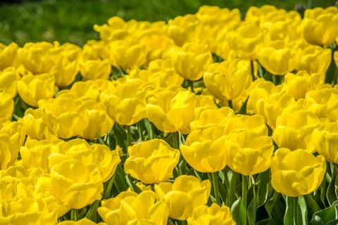 Tulips in the spring bloom Stock Photos