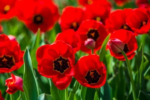 Tulips in the spring bloom Stock Photos