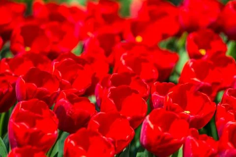 Tulips in the spring bloom Stock Photos