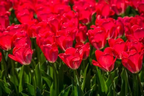 Tulips in the spring bloom Stock Photos