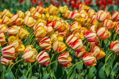 Tulips in the spring bloom Stock Photos