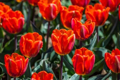 Tulips in the spring bloom Stock Photos