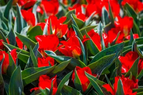 Tulips in the spring bloom Stock Photos